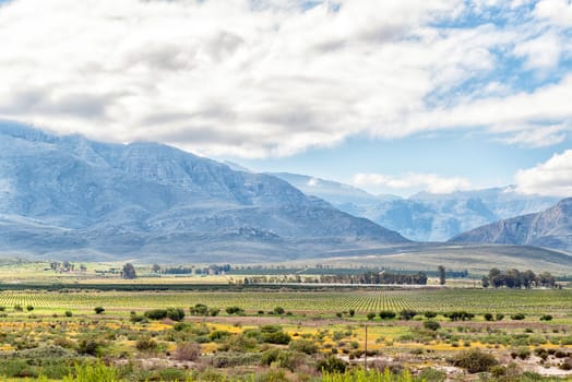 Wild flowers and citrus orchards near Citrusdal in the Western Cape Province