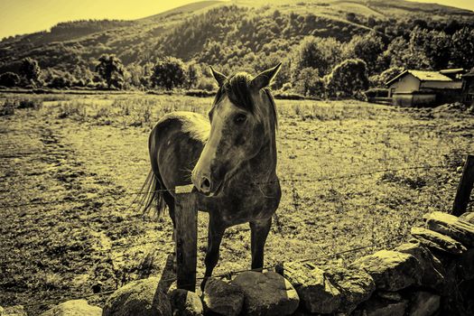 Free horse on the mountain, detail of an animal on the mountain mammal, animal Spanish