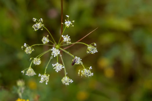 White flowers. Blooming flowers. Flowers on a green grass.  Meadow with flowers. Wild flowers. Nature flower. Flowers on field. Fly on white flower.