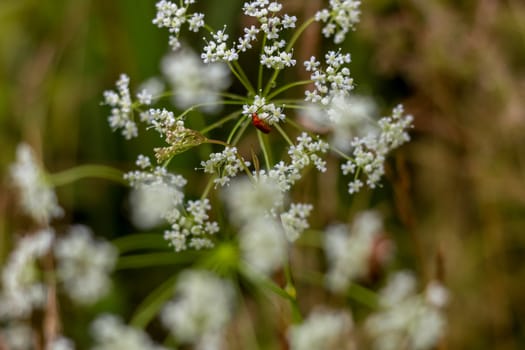 White flowers. Blooming flowers. Flowers on a green grass.  Meadow with flowers. Wild flowers. Nature flower. Flowers on field. Insect on white flower.