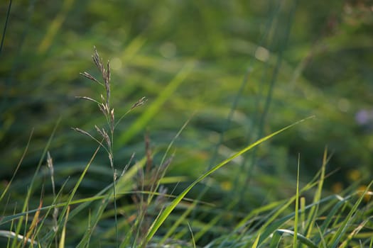 Closeup of green field.Bent on a green grass.  Meadow with bent. Wild grass. Nature meadow in Latvia. Background of bent on field. 

