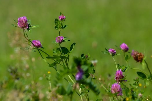 Clover flowers. Blooming flowers. Pink clovers on a green grass. Meadow with pink flowers. Wild violet flowers. Nature flower. Clowers on field. Clover is herbaceous plant of the pea family, with dense globular flower heads and leaves 

