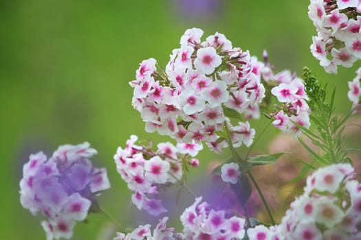 White flowers. Blooming flowers. White phlox on a green grass. Garden with phlox. Garden flowers. Nature flowers in garden. Blooming phlox. 