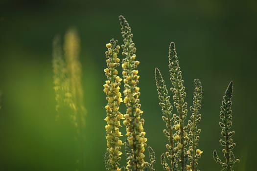 Yellow flowers. Blooming flowers. Mullein on a green grass. Meadow with flowers. Wild flowers on nature green background. Nature flower. Flowers on field. 