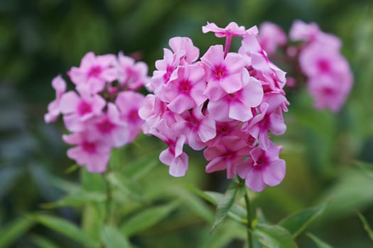 Pink flowers. Blooming flowers. Pink phlox on a green grass. Garden with phlox. Garden flowers. Nature flowers in garden. Blooming phlox. 

