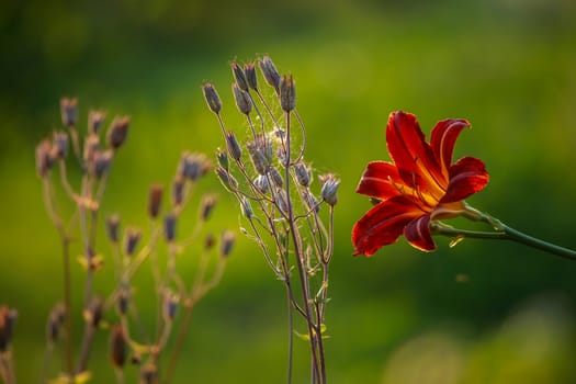 Red lily on field. Blooming lilies. Red lily on green grass. Garden with red lily. Garden flowers. Nature flowers in garden. 

