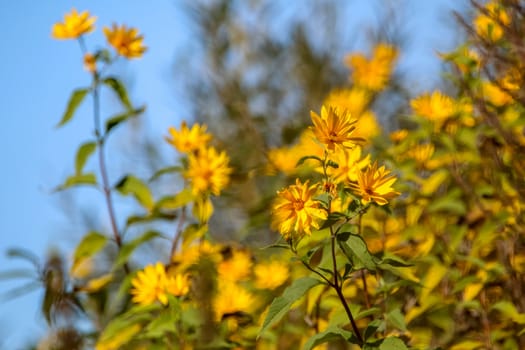 Bright beautiful yellow flowers on blue sky background. Yellow flowers. Blooming nature flowers. Wild flowers in Latvia. 

