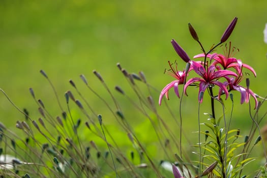 Pink lily on field. Blooming lilies. Pink lily on green grass. Garden with pink lily. Garden flowers. Nature flowers in garden. 

