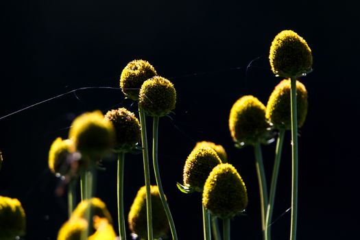 Yellow flowers. Flowers on dark background.  Meadow with flowers. Wild flowers with spider web. Nature rural flowers on field. 

