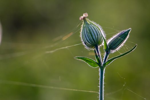 Unblown flowers. Flower bud with spider web. Flower bud on a green grass. Meadow with rural flowers. Nature wild flower on field.