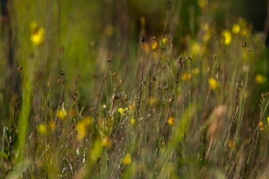 Yellow flowers. Blooming flowers. Yellow flowers on a green grass. Meadow with rural flowers. Wild nature flowers on field.