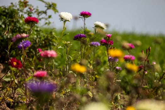 Blooming asters. Asters  in green garden. Meadow with flowers. Wild flowers. Asters on field.