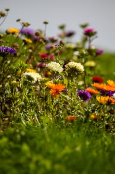 Blooming calendula and asters. Asters and calendula  in green garden. Meadow with flowers. Wild flowers. Asters and calendula on field.