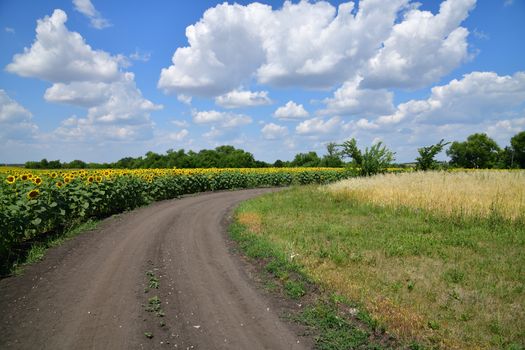 Road on the edge of a field with blooming sunflower