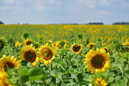 Beautiful sunflower flowers in the field in the afternoon.