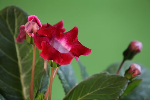 beautiful red flyspecked flowers gloxinia close to