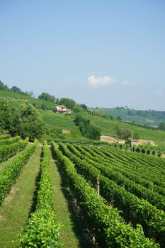 Vineyards near the village of La Morra, Piedmont - Italy