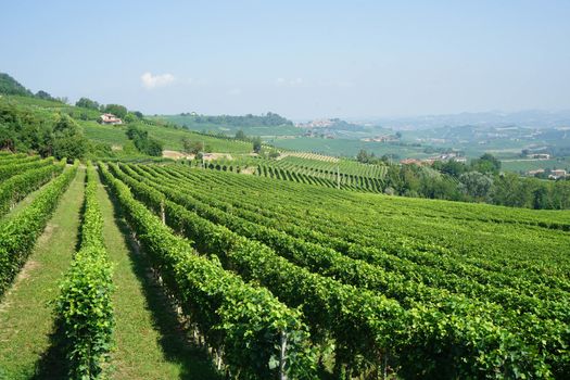 A vineyard near La Morra, Piedmont - Italy