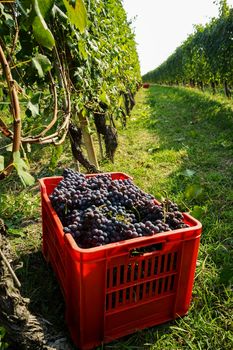 Basket with bunches of Nebbiolo grapes during the harvest in the Cannubi region in Braolo, Piedmont - Italy