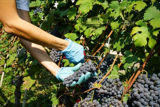 Cutting of grape bunches during the harvest in the Cannubi region in Braolo, Piedmont - Italy