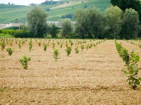 Hill near La Morra with hazelnut field in the Langhe, Piedmont - Italy
