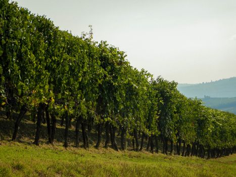 Vineyards in the Langhe around La Morra, Piedmont - Italy