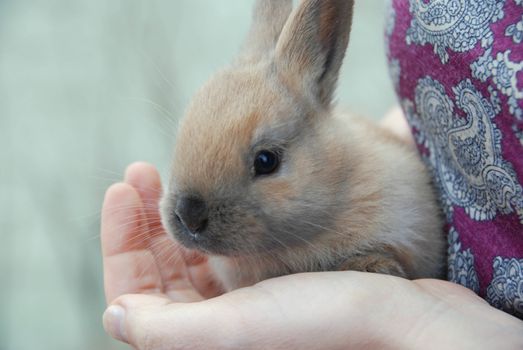 Rabbit in her hands