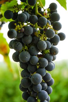 Vineyards in Barolo, Piedmont - Italy