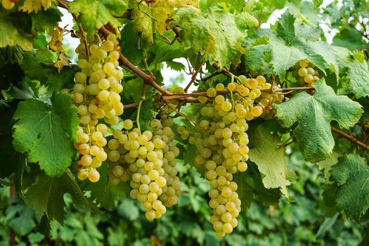 Vineyards in Barolo, Piedmont - Italy