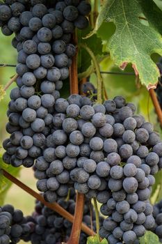 Vineyards in Barolo, Piedmont - Italy