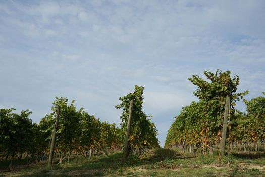 Vineyards in the Langhe around La Morra