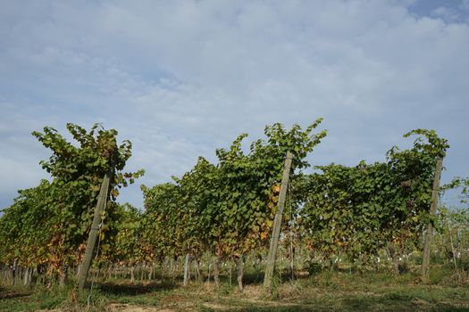 Vineyards in the Langhe around La Morra