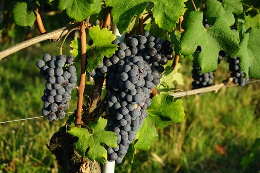 Vineyards in Barolo, Piedmont - Italy