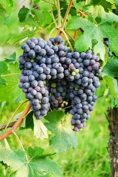 Vineyards in Barolo, Piedmont - Italy