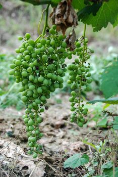 Nebbiolo grapes in Langhe vineyards, Piedmont - Italy