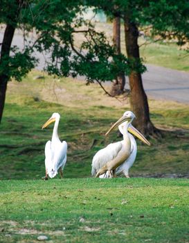 Pelicans walking in a meadow - Park in Italy