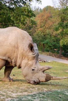 Rhino profile in a natural park