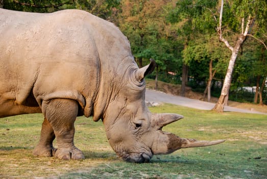 A walking rhino shows his profile with horns