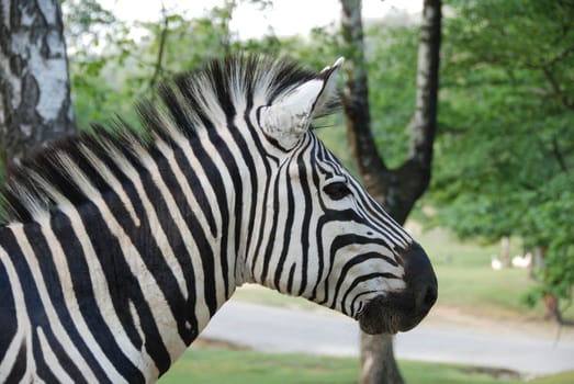 Profile of a zebra in a park
