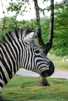 Profile of a zebra in a park