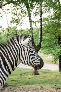 Head of a profile zebra