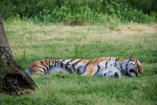 A tiger rests in the grass