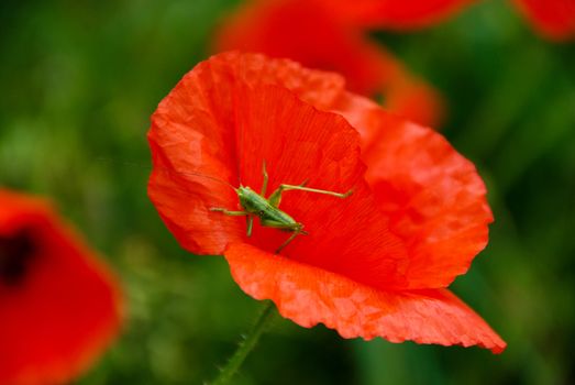 Close up of a red poppy in the meadow