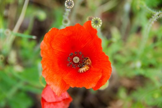 Close up of a red poppy in the meadow with a bee