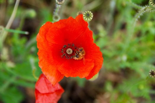 Close up of a red poppy in the meadow with a bee