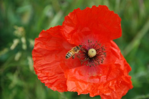 In a green meadow a red pavar with a bee