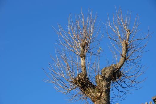 Branches without leaves of a tree in winter