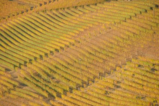 Vineyards on the hills of the Langhe, Piedmont - Italy