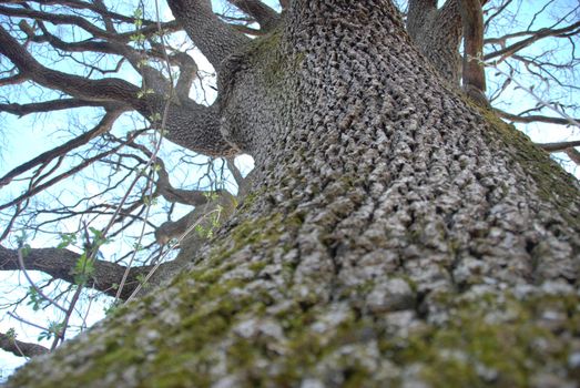 Monumental big Oak near Farigliano, Piedmont, Italy