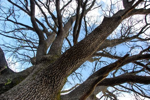 Monumental Oak near Farigliano, Piedmont, Italy